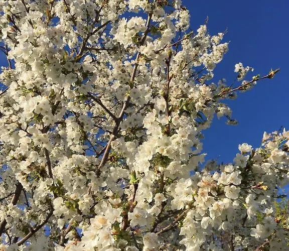 Happy Hill - Bambu- Natura E Relax * Santa Maria Rocca